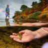 Katrina Gill searches for fossils at Beaumaris.