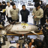 A bluefin tuna which fetched at 207 million yen (US$1,315,485) at the first auction of the year, is displayed at Toyosu Market in Tokyo Sunday, Jan. 5, 2025. 