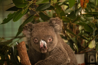 The 2019-20 bushfires burnt many forests, including key koala habitat.