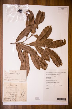 Macadamia forests are under threat, with 80% of the native forests destroyed in NSW. Now a breaththrough has found the seeds can be frozen. This is a sample of a macadamia collected in NSW in 1891,