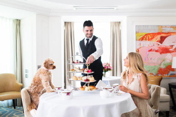 High tea with your pet. This is a totally normal thing happening between a dog and its owner at The Langham in Sydney.