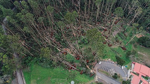 Massive trees felled by the 2021 storms near Mount Dandenong Primary School, Kalorama.