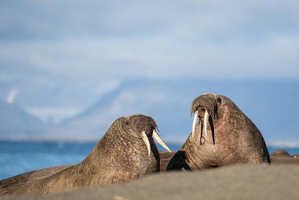 Walruses, along with seals, whales and seabirds, are spotted near Basecamp Explorer Isfjord Radio.