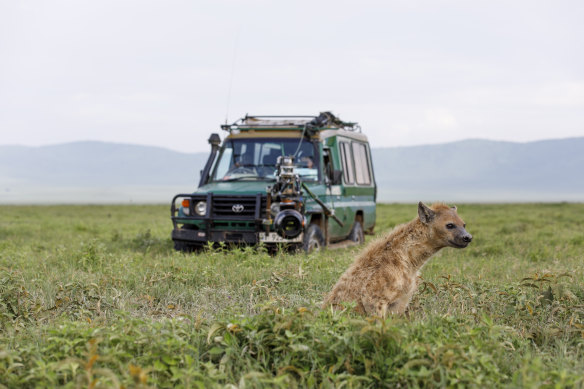 Female hyenas have been known to kill the youngest female pup in the clan (the heir to the throne) to usurp power.