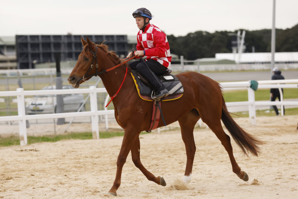 She’s Extreme is expected to start favourite with punters in the Spring Champion Stakes.