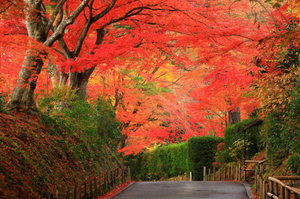 Autumn colours in Iwate Prefecture.
