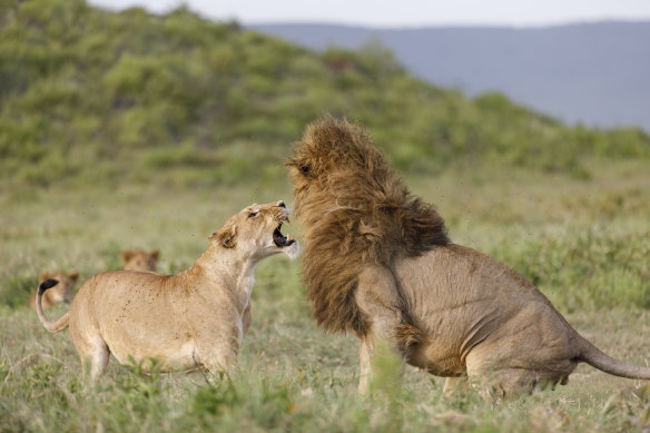 A lioness protects her sister’s cubs from an intruding male lion.