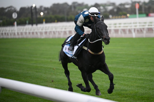 Steve Arnold takes Kinesiology for track work at Flemington on Tuesday.