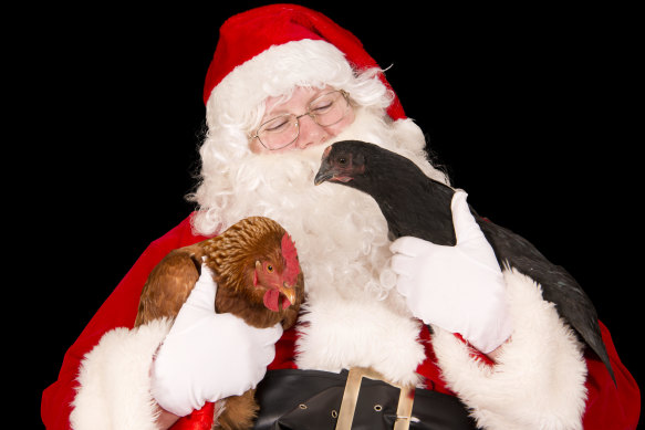 A Santa with two chickens, photographed by Julie Hansen of Pet Photos Plus.