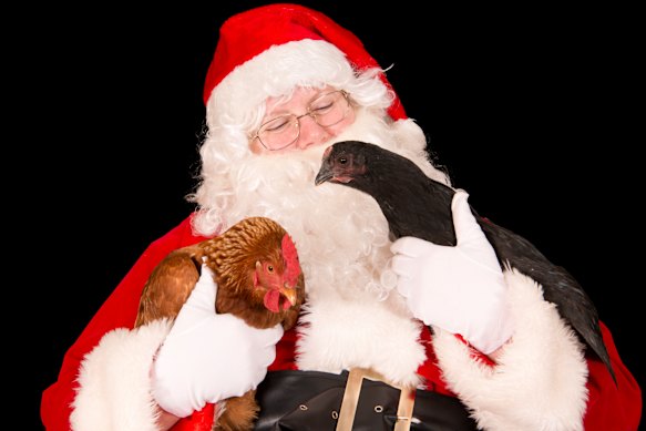 'They think we're nuts': Pet owners chase the Santa photo sleigh