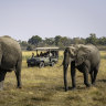 Botswana bans hunters after they shoot dead research elephant
