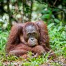 A ‘crazy’ new scheme to save world’s forests