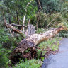 Walker trapped by fallen gum tree, then attacked by swarm of bees