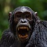 Chimpanzee