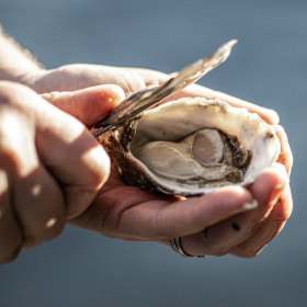 Visitors to the Sapphire Coast are spoilt for oyster-tasting options.