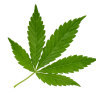 Cannabis leaf