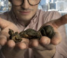 Conservator Jordan Aarsen at the Australian National Maritime Museum with small bronze animals from the wreck of The Dunbar, which sank off Sydney’s headland in 1857.