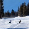 Groomed trails stretching into the distance at Snowmass.