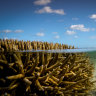 Critics pan a plan for the Barrier Reef as bleaching threat rises