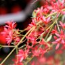 Christmas Bush has brilliant red flowers to rival any exotic plant at this time of year.