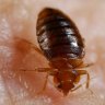 Bedbug panic in France fanned by Russia, intel services believe