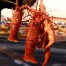 Back-of-boat lobster sales doubled as West Australians snap up catch