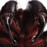 The fangs of a funnel web.