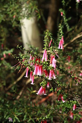 The Maranoa Botanic Gardens has about 4000 different species of plants.