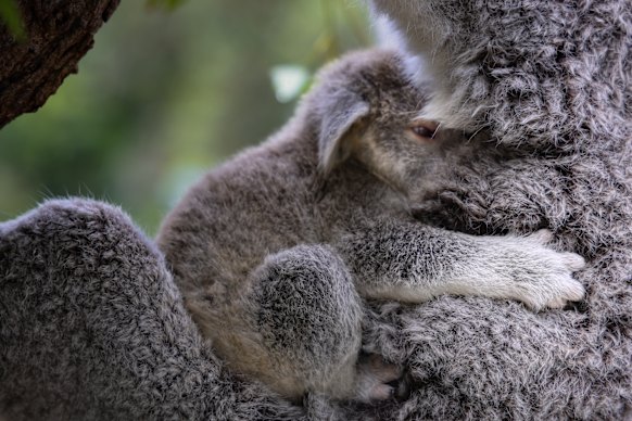 Won’t somebody please think of the koalas?