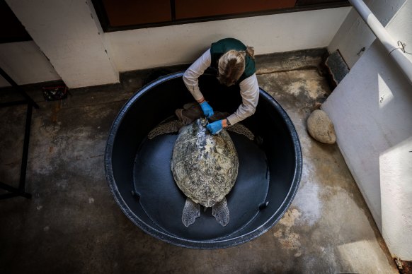 A GPS tracker is affixed to the shell of a green turtle named Seven Hook by Taronga Zoo’s Libby Hall.