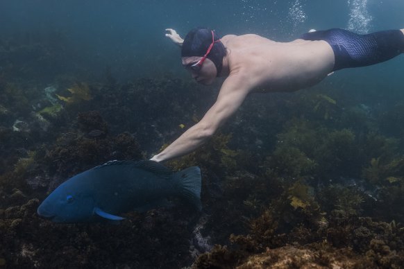A swimmer at Clovelly dives to meet a blue groper.