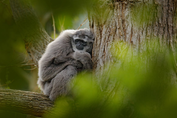 A Javan gibbon escaped from its Perth Zoo enclosure on Tuesday. 