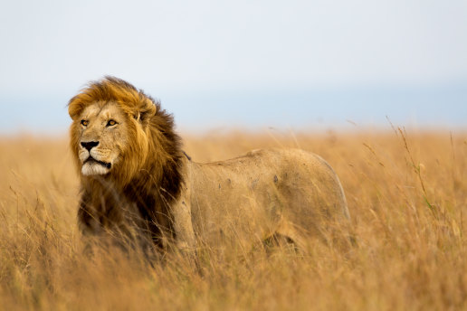 If a savannah guide warned you about the lion in the pampas grass, a precise number could be handy.