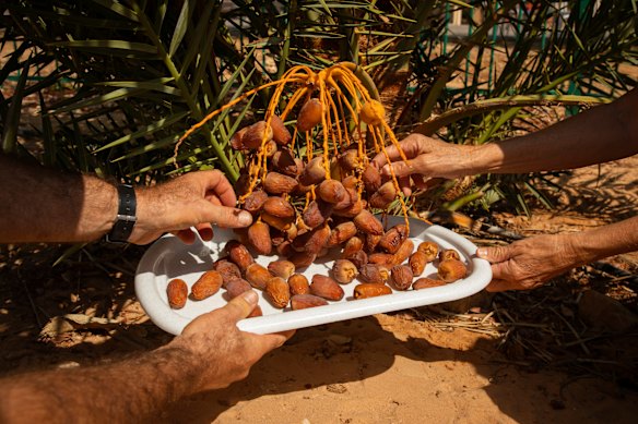Researchers hold dates from a tree named Hannah, grown by a 2000-year-old seed retrieved from archaeological sites in the Judean wilderness, in Ketura, Israel.
