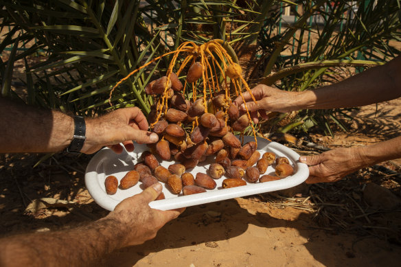 Researchers hold dates from a tree named Hannah, grown by a 2000-year-old seed retrieved from archaeological sites in the Judean wilderness, in Ketura, Israel.