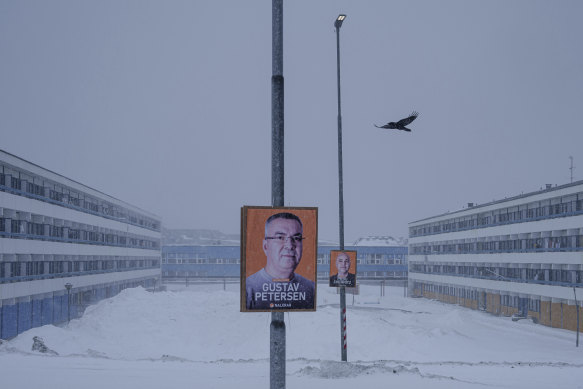A crow flies over election posters in Nuuk.