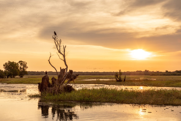 Birdlife above the Yellow Waters Billabong.