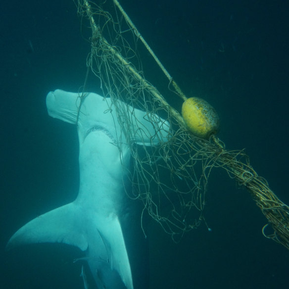 A dead great hammerhead shark found caught in a net near a beach on the Gold Coast. 