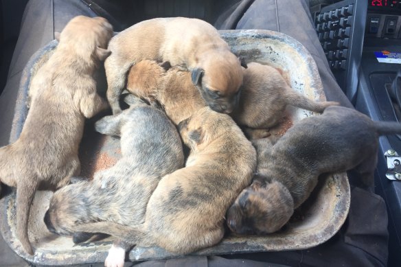 The puppies on their way to their new Newman home.
