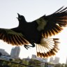 ‘Stealth bombers’: Why swooping season is getting worse