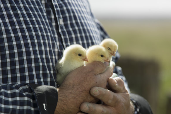 Chicks on an Aurum Poultry Farm.