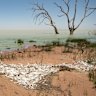 ‘Smells pretty bad’: 100,000 dead fish litter lakeshore near Menindee homes