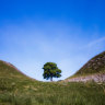 ‘Outpouring of love’: Part of felled Sycamore Gap tree to go on display
