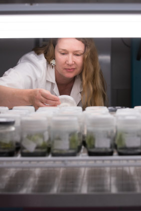 Dr Noushka Reiter with infant orchids grown in the Cranbourne lab.