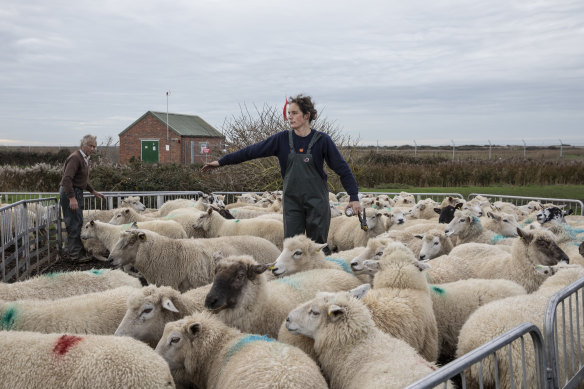 Rona Thompson and her father David Thompson grade sheep for breeding in Romney Marsh, England. She's worried a no-deal Brexit will reduce the value of sheep stock and meat.