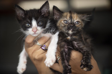 Rescue kittens awaiting a new home.