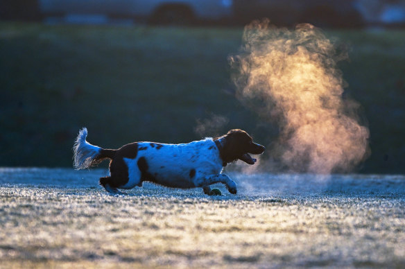 A puppy plays at Como Park in the morning chill this week.