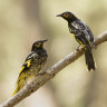 Song of survival: Regent honeyeaters learn wild melody to save the species