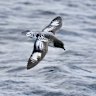 Seabirds off the east coast July, 2026. SINGLE USE ONLY