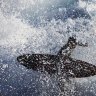 It is believed the surfer has lacerations on their leg. 